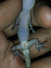 Cyrtodactylus marmoratus