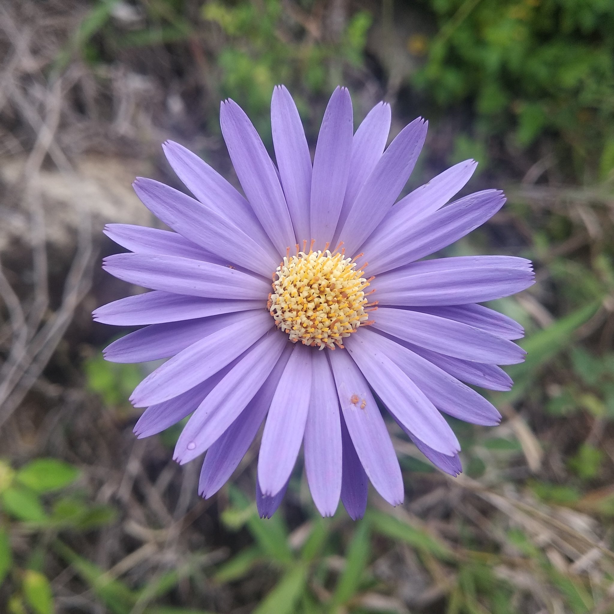 Onoseris speciosa image