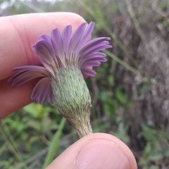 Onoseris speciosa