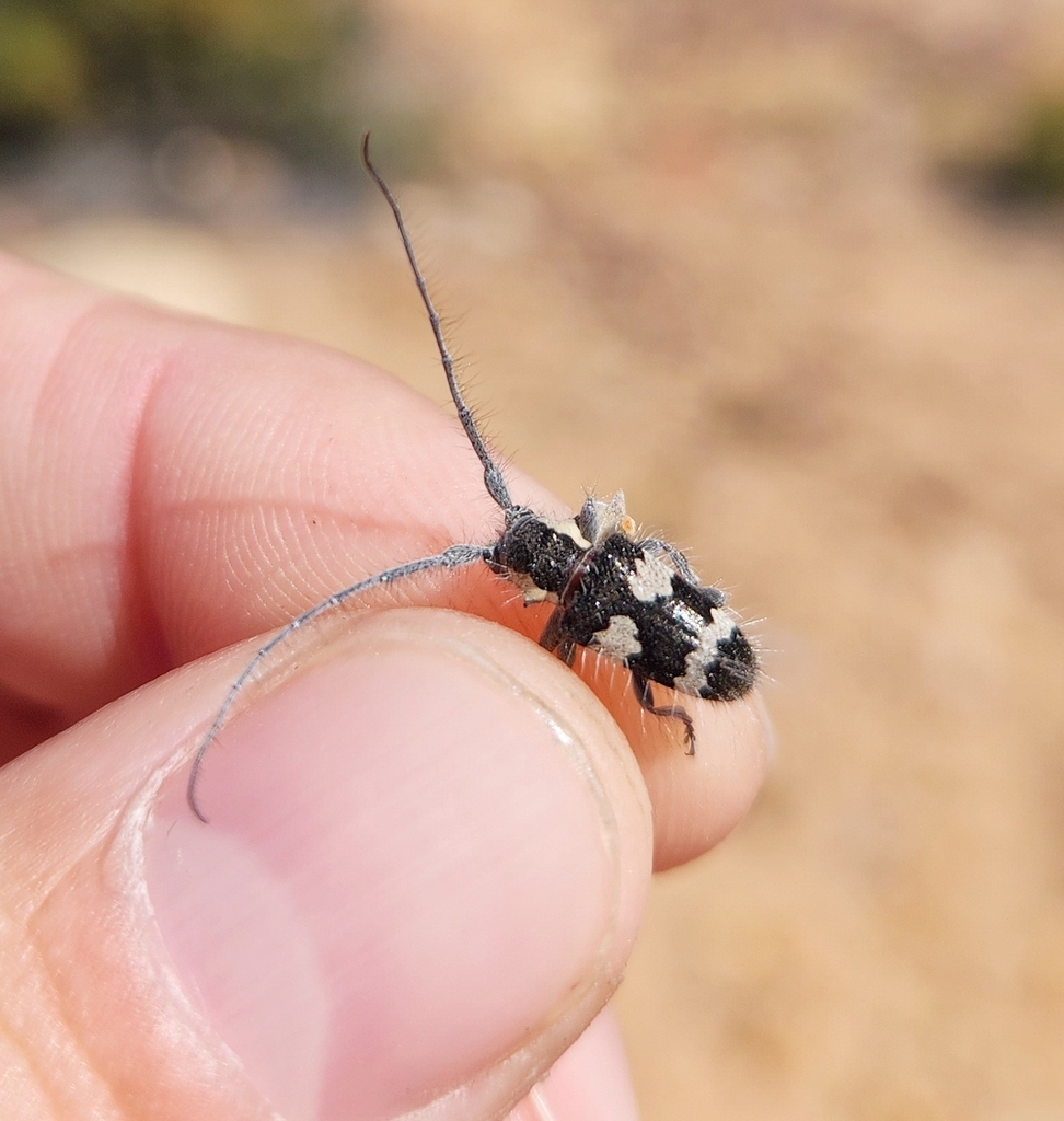 Tlepolemus pilosus