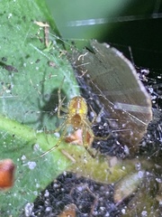 Anelosimus studiosus