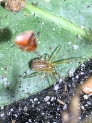 Anelosimus studiosus