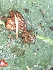 Anelosimus studiosus