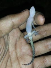 Cyrtodactylus marmoratus