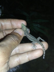 Hemidactylus garnotii