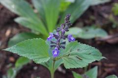 Salvia urticifolia
