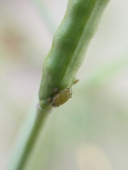 Lipaphis pseudobrassicae