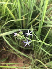 Wahlenbergia huttonii