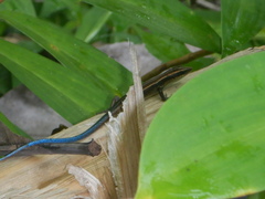 Emoia caeruleocauda