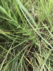 Wahlenbergia huttonii