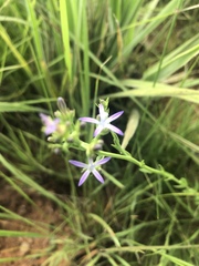Wahlenbergia huttonii