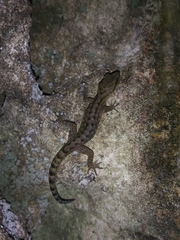 Cyrtodactylus marmoratus