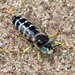 American Sand Wasp - Photo (c) Stuart Tingley, some rights reserved (CC BY-NC), uploaded by Stuart Tingley