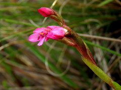 Disa vaginata