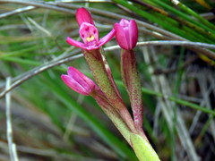 Disa vaginata