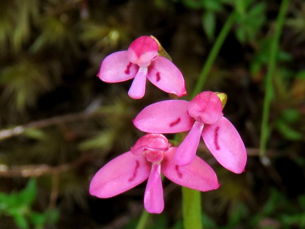 Modest Disa
