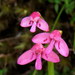 Modest Disa - Photo (c) Gigi Laidler, some rights reserved (CC BY-NC), uploaded by Gigi Laidler