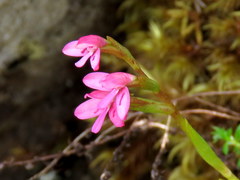 Disa vaginata