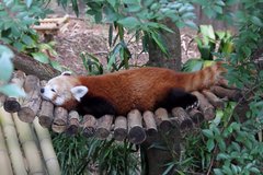 Ailurus fulgens