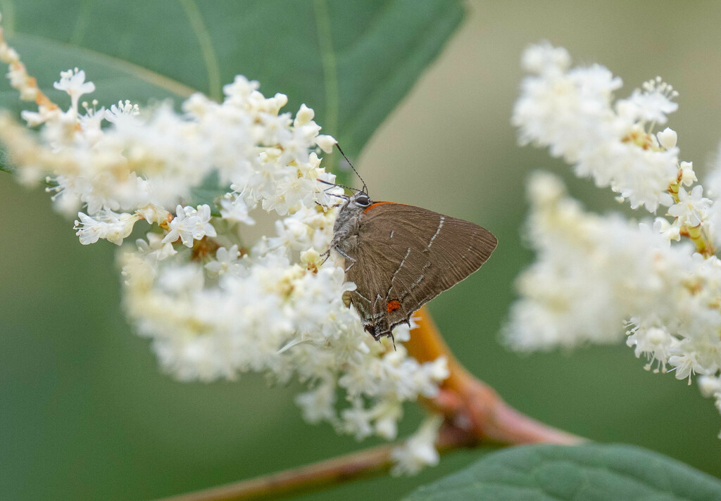 White M Hairstreak from 1 Croton Point Ave, CrotonOnHudson, NY 10520