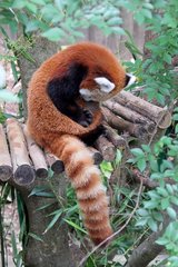 Ailurus fulgens