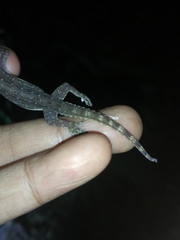 Hemidactylus garnotii