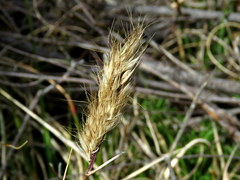 Pentameris curvifolia