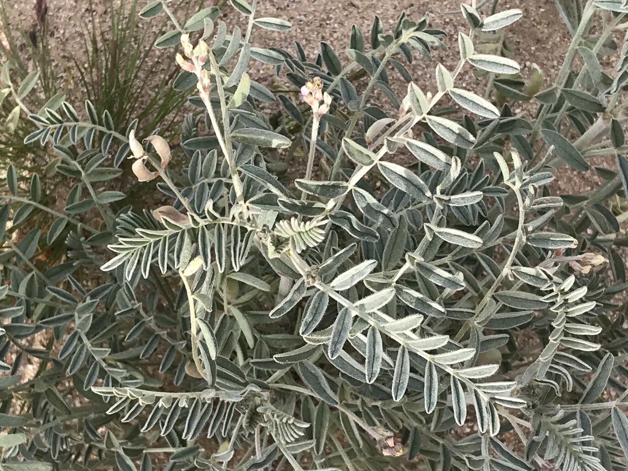 Astragalus aridus