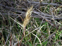 Pentameris curvifolia