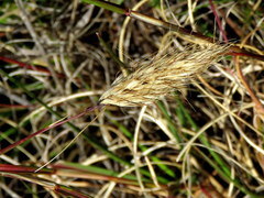 Pentameris curvifolia
