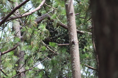 Psittacanthus macrantherus