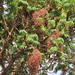 Hagenia abyssinica - Photo (c) Thomas Brooks, alguns direitos reservados (CC BY-NC-SA), uploaded by Thomas Brooks