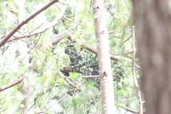 Psittacanthus macrantherus