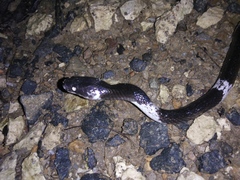 Lycodon subcinctus