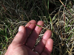 Pentameris curvifolia