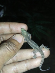 Hemidactylus garnotii