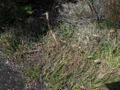 Pentameris curvifolia