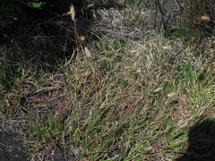 Pentameris curvifolia