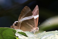 Abisara neophron