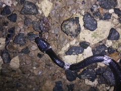 Lycodon subcinctus
