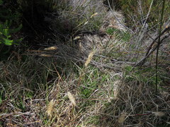 Pentameris curvifolia