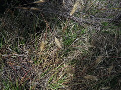 Pentameris curvifolia