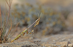 Empusa