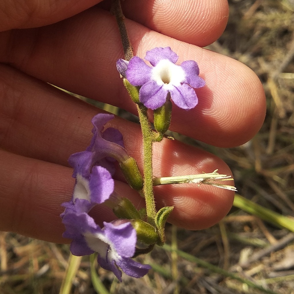 Duranta dombeyana