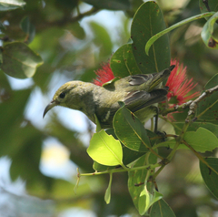 Chlorodrepanis flava