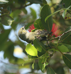 Chlorodrepanis flava