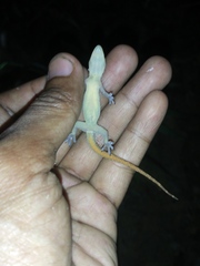 Hemidactylus garnotii