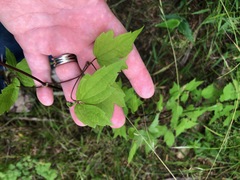 Clematis catesbyana