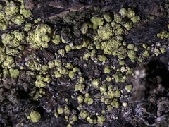 Lecanora epanora