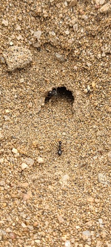 长头蜜罐蚁Myrmecocystus perimeces